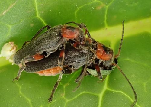 Réf. 323 366 : Cantharis rustica